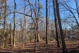 Dogwood Avenue  photo 4