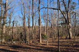 Dogwood Avenue  photo 4