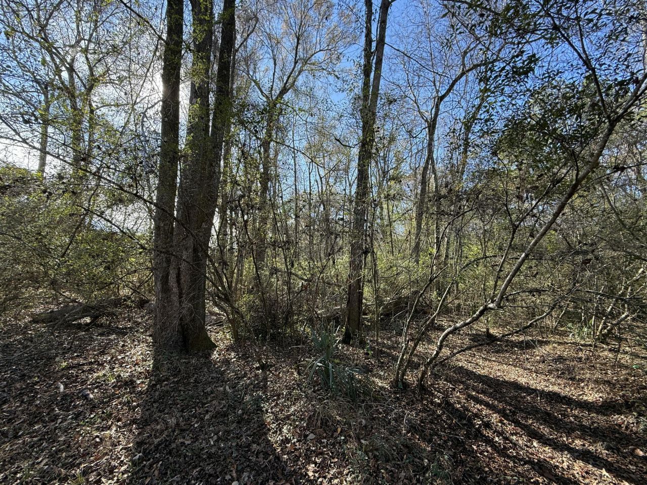 0 Cameron Drive Photo 10