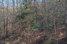 1164 Calvins Rd photo 4