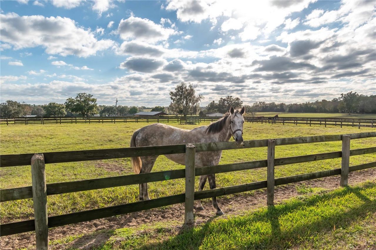 5100 W Hwy 329, Reddick, FL 32686 Photo