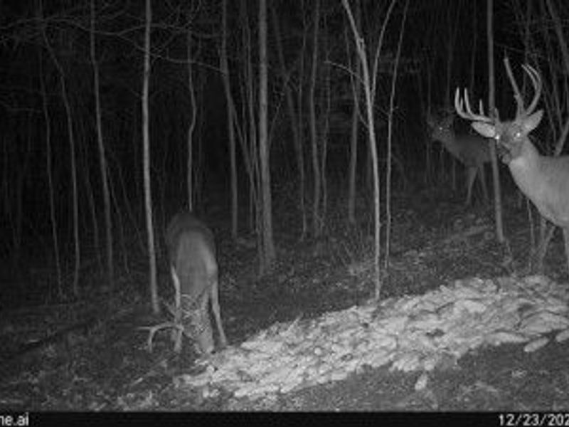 6257 Caddy Road SW, Bowerston, OH 44695 Photo 35