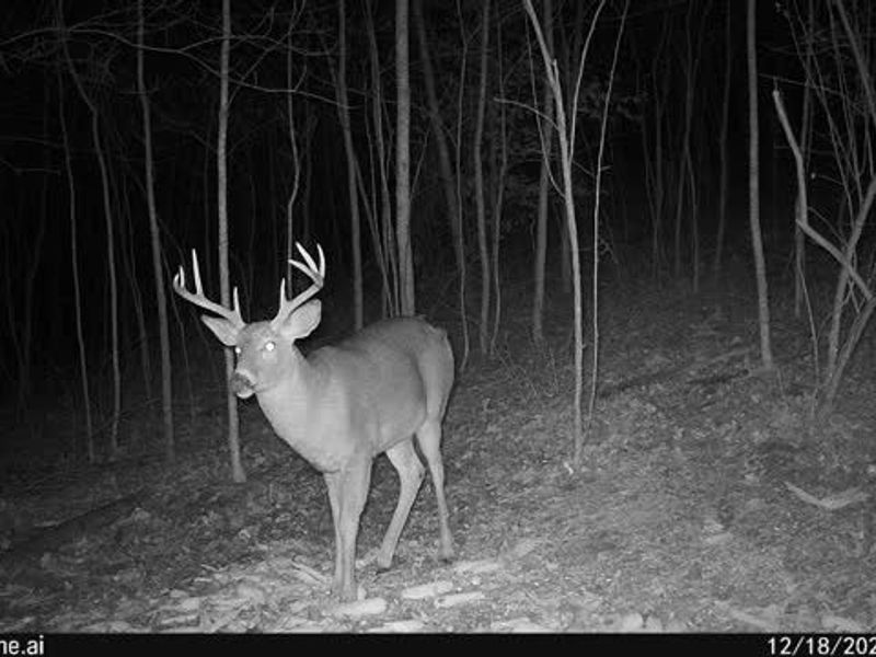 6257 Caddy Road SW, Bowerston, OH 44695 Photo 36