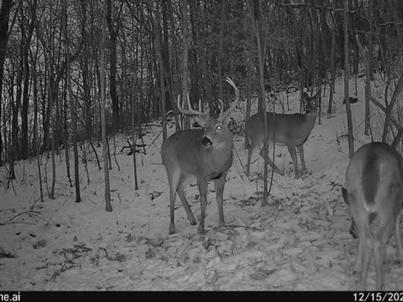 6257 Caddy Road SW, Bowerston, OH 44695 Photo 38