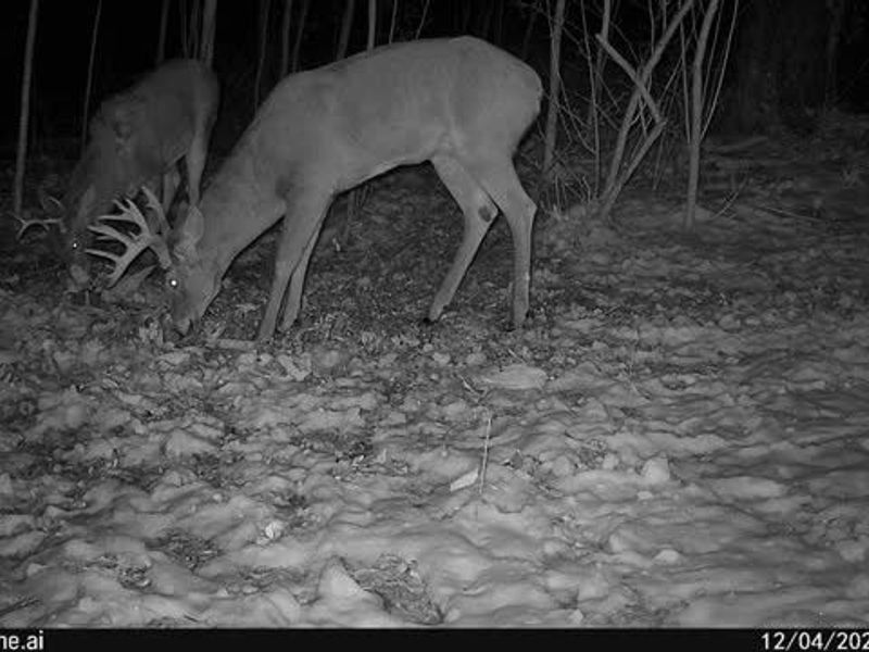 6257 Caddy Road SW, Bowerston, OH 44695 Photo 39