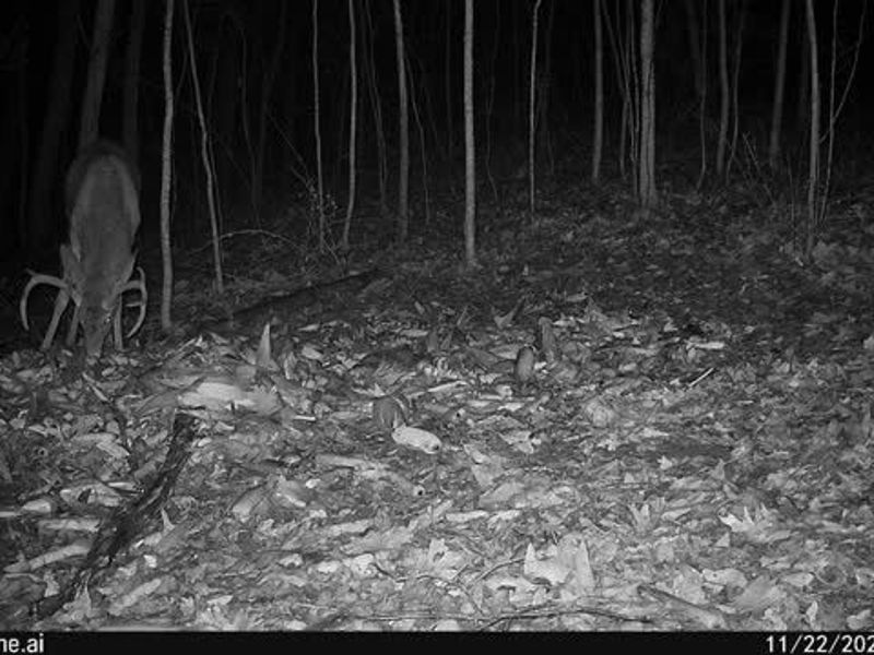 6257 Caddy Road SW, Bowerston, OH 44695 Photo 42