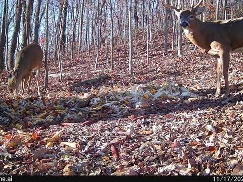 6257 Caddy Road SW, Bowerston, OH 44695 Photo 43