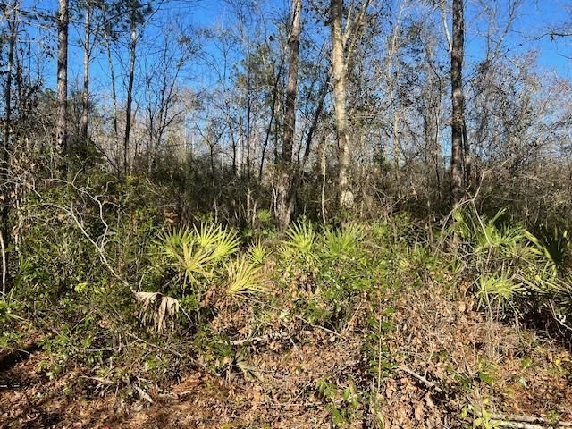 Tbd SW Open Sands Loop, Greenville, FL 00000 Photo