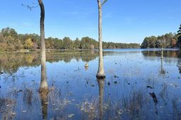 Lot 39 Edisto Lake Road photo 4