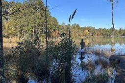 Lot 39 Edisto Lake Road photo 4