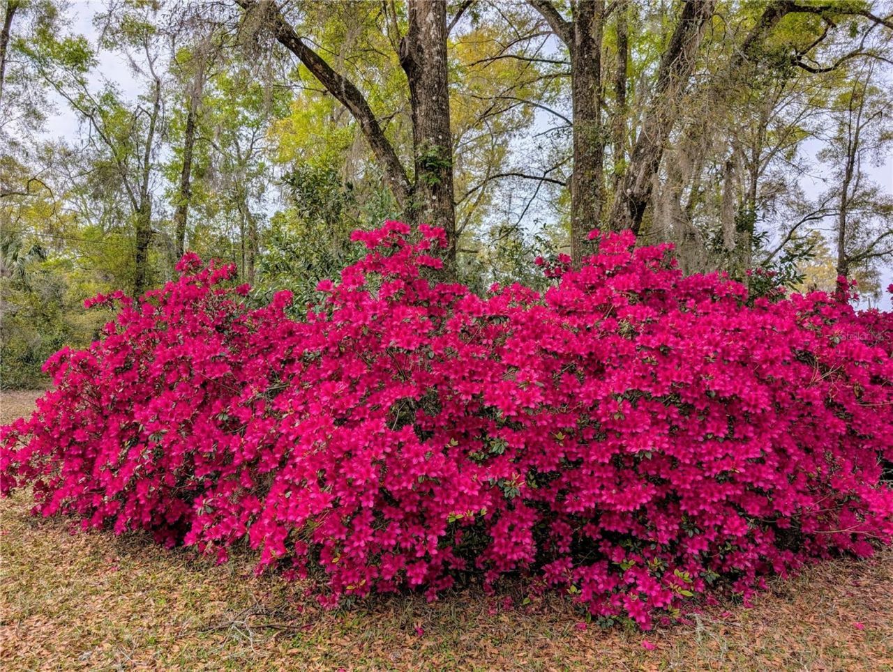 6250 NW 94th Lane, Chiefland, FL 32626 Photo