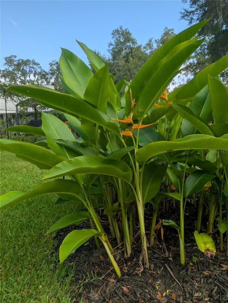 6250 NW 94th Lane, Chiefland, FL 32626 Photo