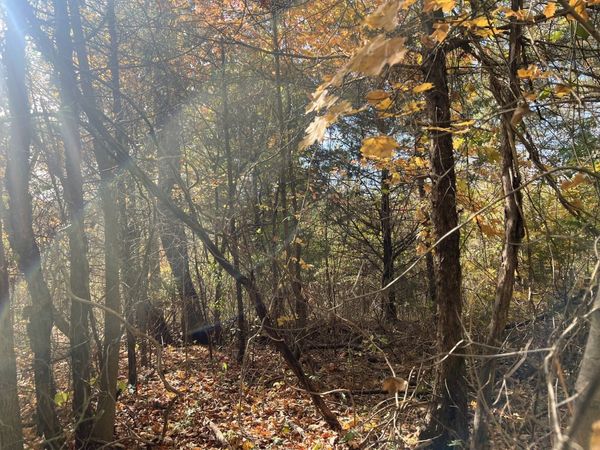 5 Clyde Webb , Tennessee Ridge, TN 37178