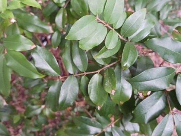 0000 WINDINGHILL RD, Ocala, FL 34471