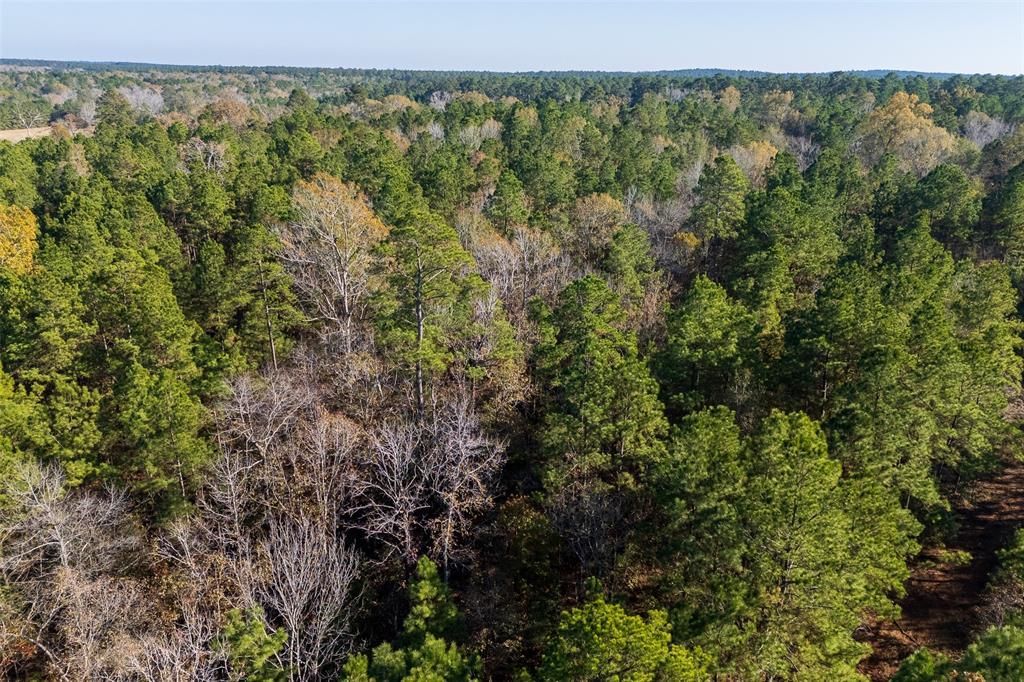 00 County Road 1135, Kennard, TX 75835 Main Photo