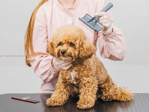 Pet Grooming, Pompano Beach, FL 33060