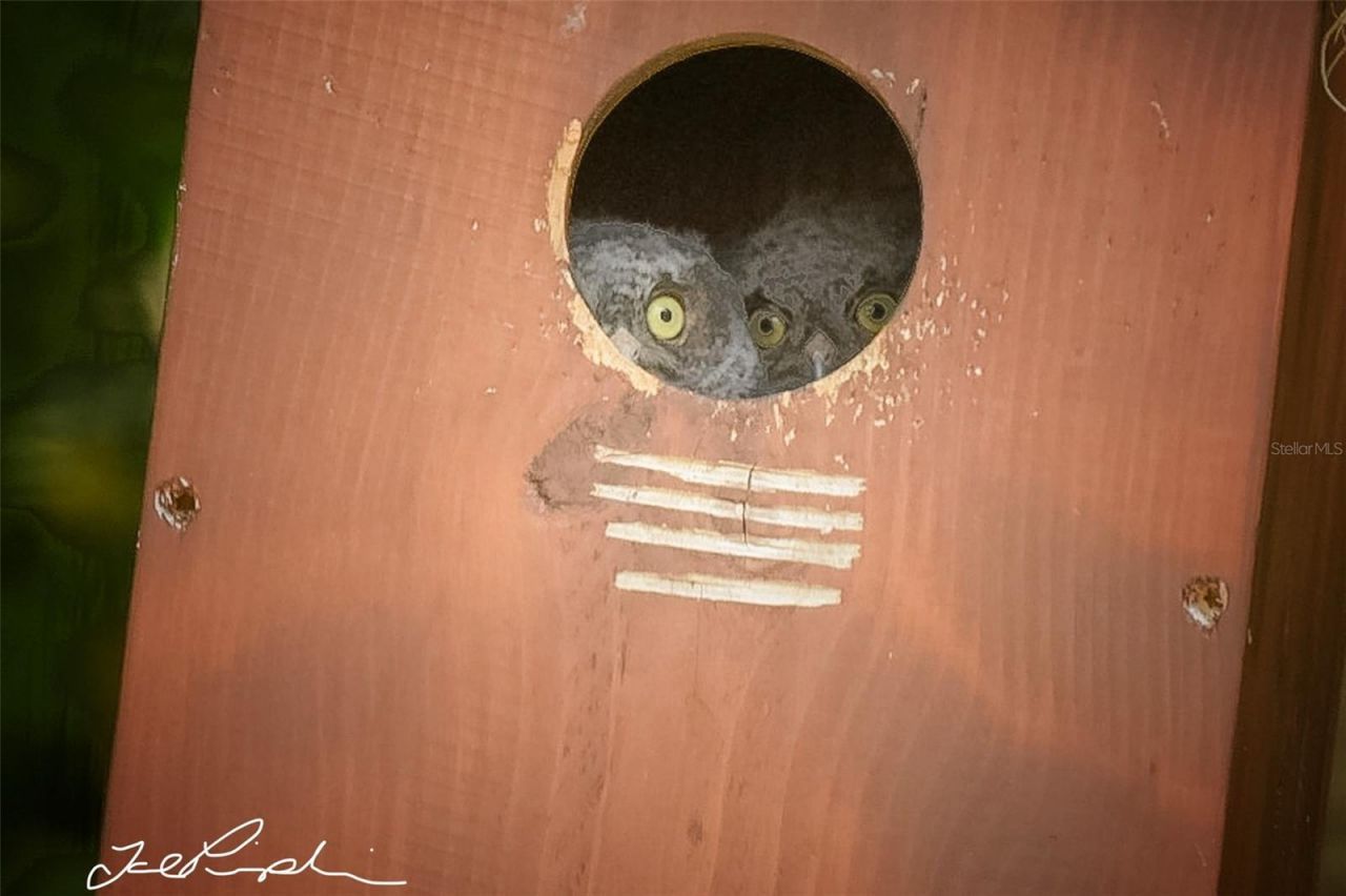 2156 Little Brook Lane, Clearwater, FL 33763 Photo