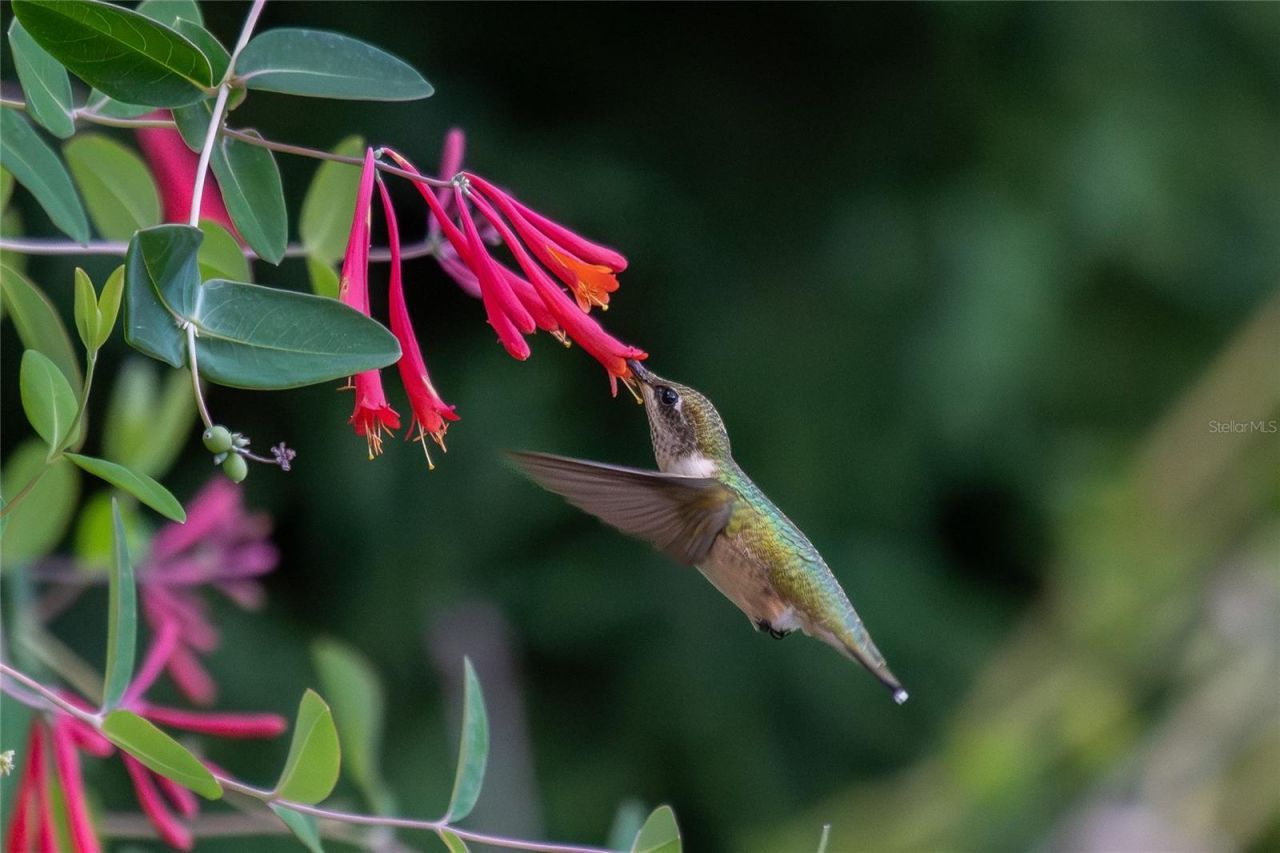 2156 Little Brook Lane, Clearwater, FL 33763 Photo