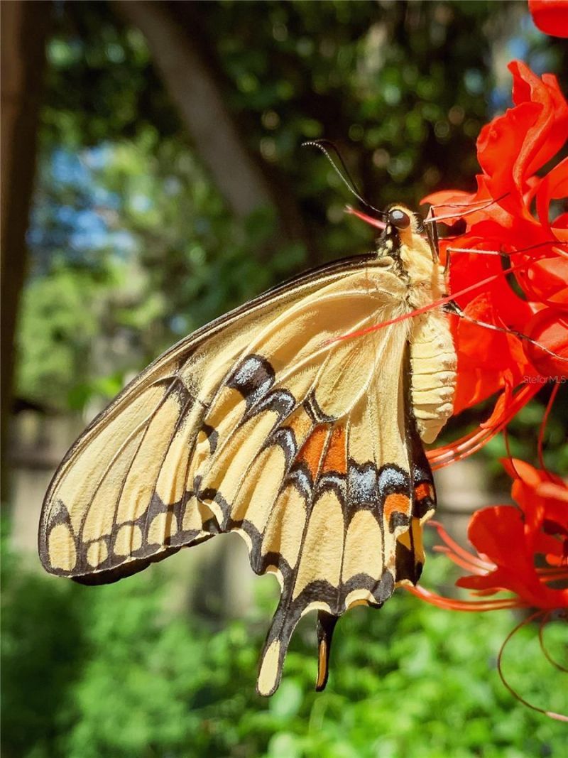 2156 Little Brook Lane, Clearwater, FL 33763 Photo