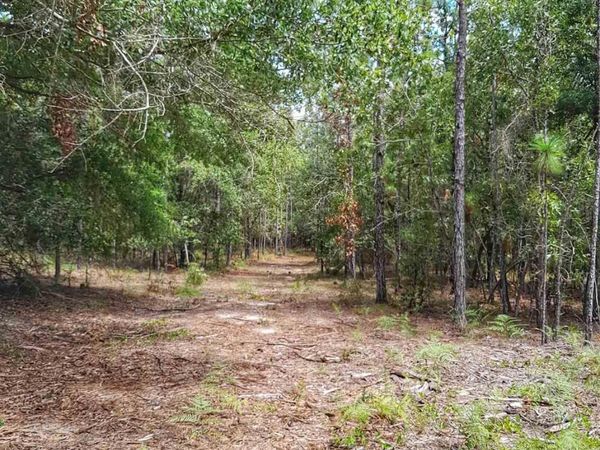 Parcel B-2 Wildlife Rd, Harold, FL 32564