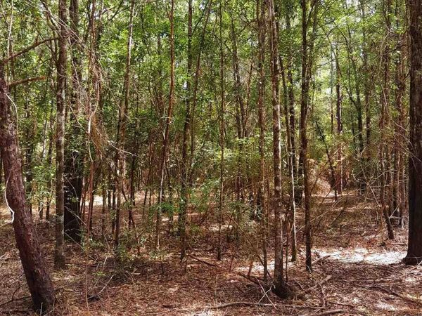 Parcel C-2 Wildlife Rd, Harold, FL 32564