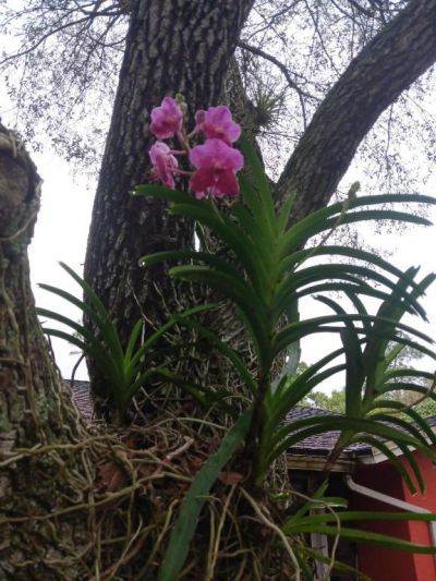 14817 Snail Trail, Loxahatchee Groves, FL 33470 Photo