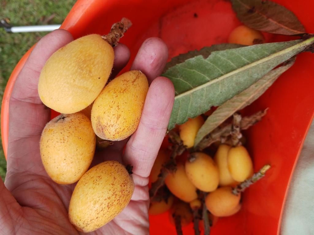 14817 Snail Trail, Loxahatchee Groves, FL 33470 Photo