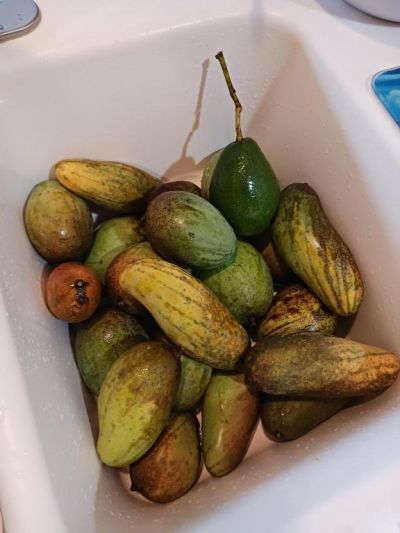 14817 Snail Trail, Loxahatchee Groves, FL 33470 Photo