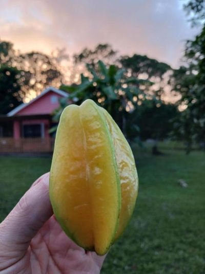 14817 Snail Trail, Loxahatchee Groves, FL 33470 Photo