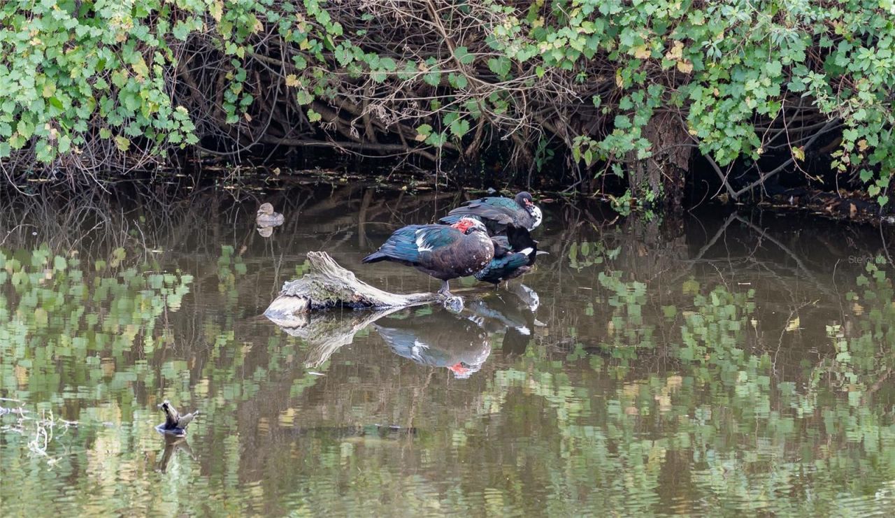 4302 Carrollwood Village Drive, Tampa, FL 33618 Photo