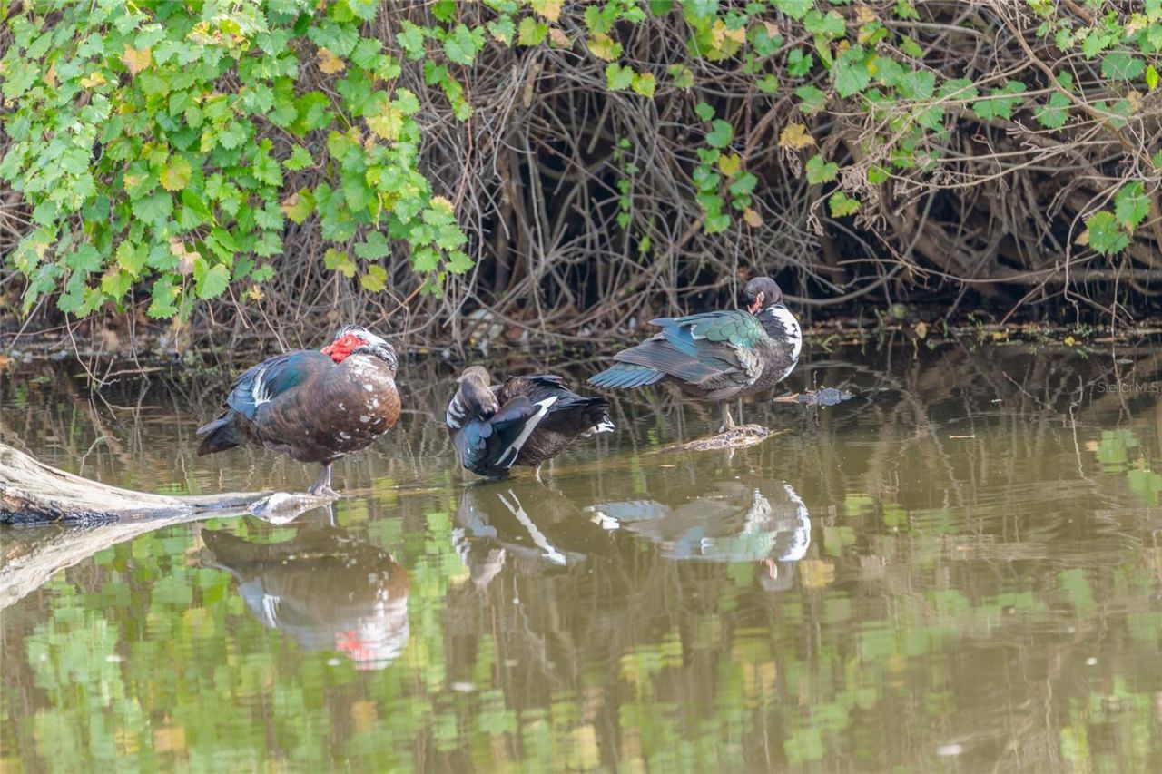 4302 Carrollwood Village Drive, Tampa, FL 33618 Photo