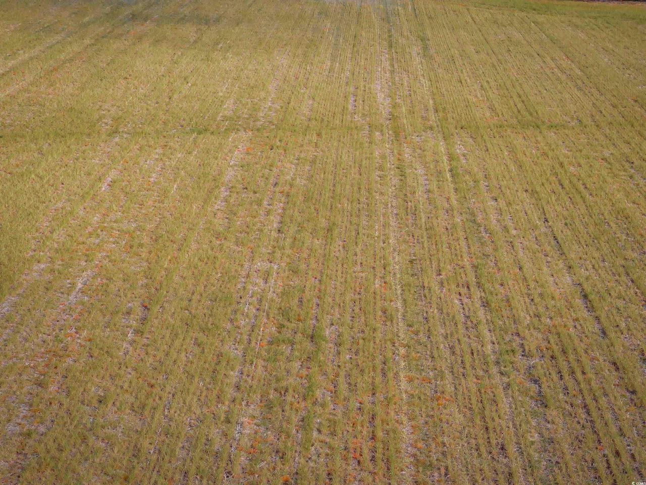 4705 Carolina Rd. Photo 4