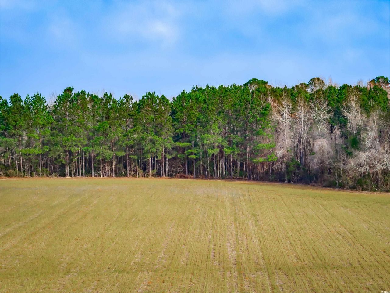 4705 Carolina Rd. Photo 5