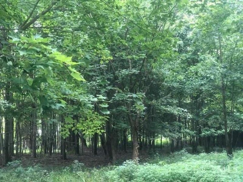 424 Mt Zion Road, Seaman, OH 45679 Photo 55