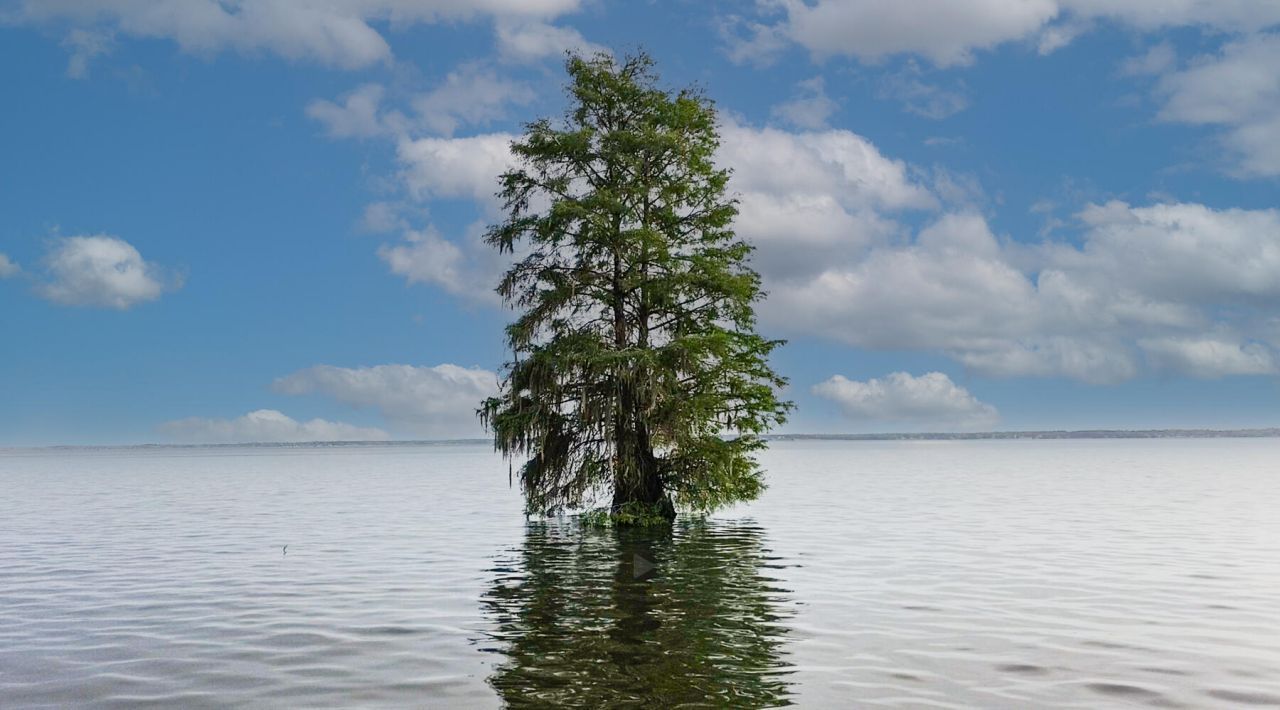 3226 Francis Marion Boulevard Photo 30