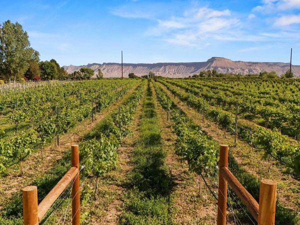 TBD at 3339 C Road , Palisade, CO 81526