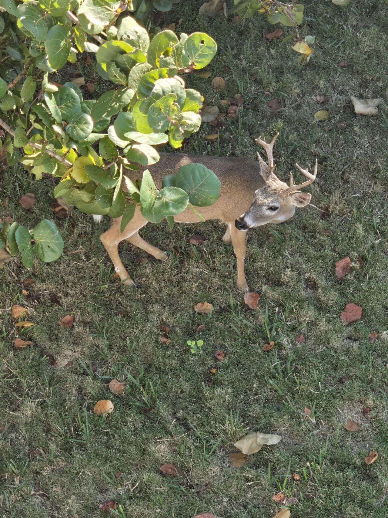 3856 Donna Road, Big Pine Key, FL 33043 Photo