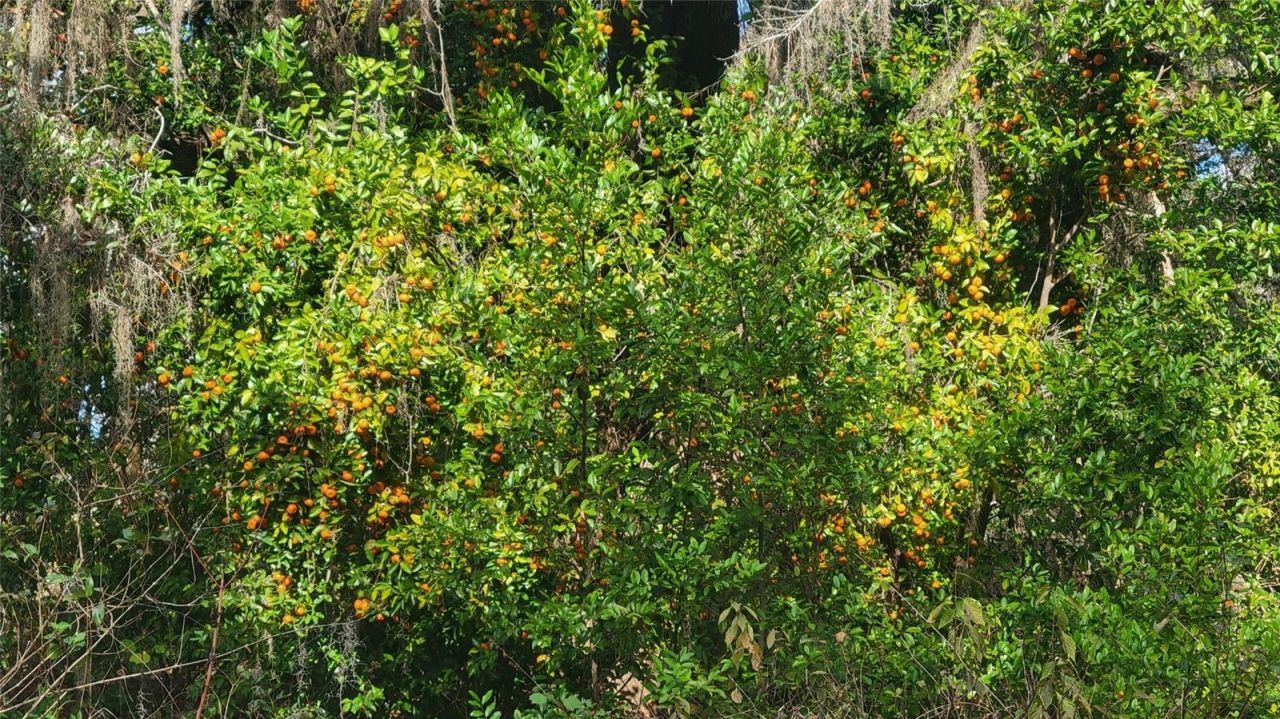 22380 Powell Road, Brooksville, FL 34602 Photo