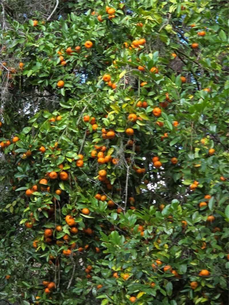 22380 Powell Road, Brooksville, FL 34602 Photo