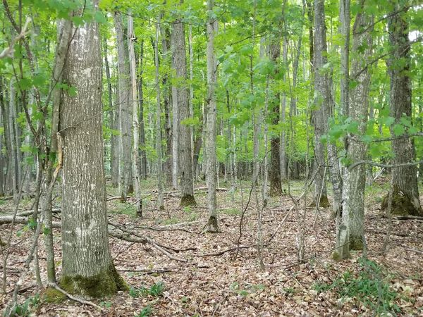 Lot# 28 Mount Vernon Hills Drive, Vanderbilt, MI 49795