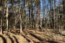 0 Brittlebank Road photo 4