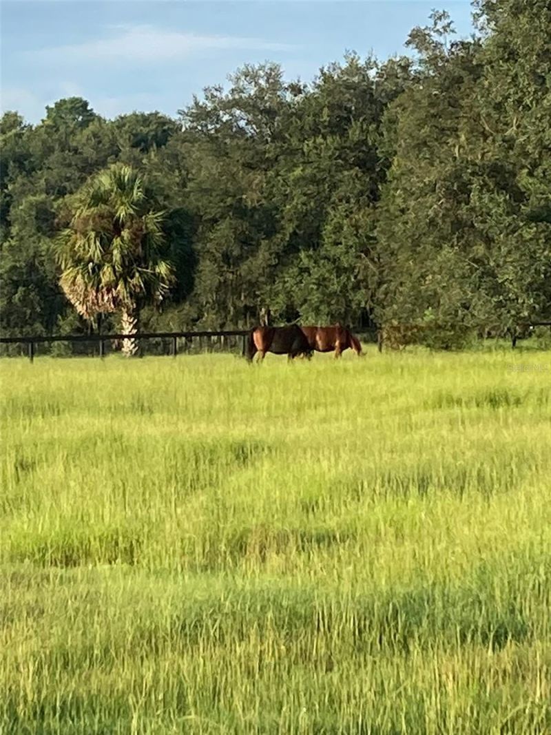 20462 SW 36th Street, Dunnellon, FL 34431 Photo