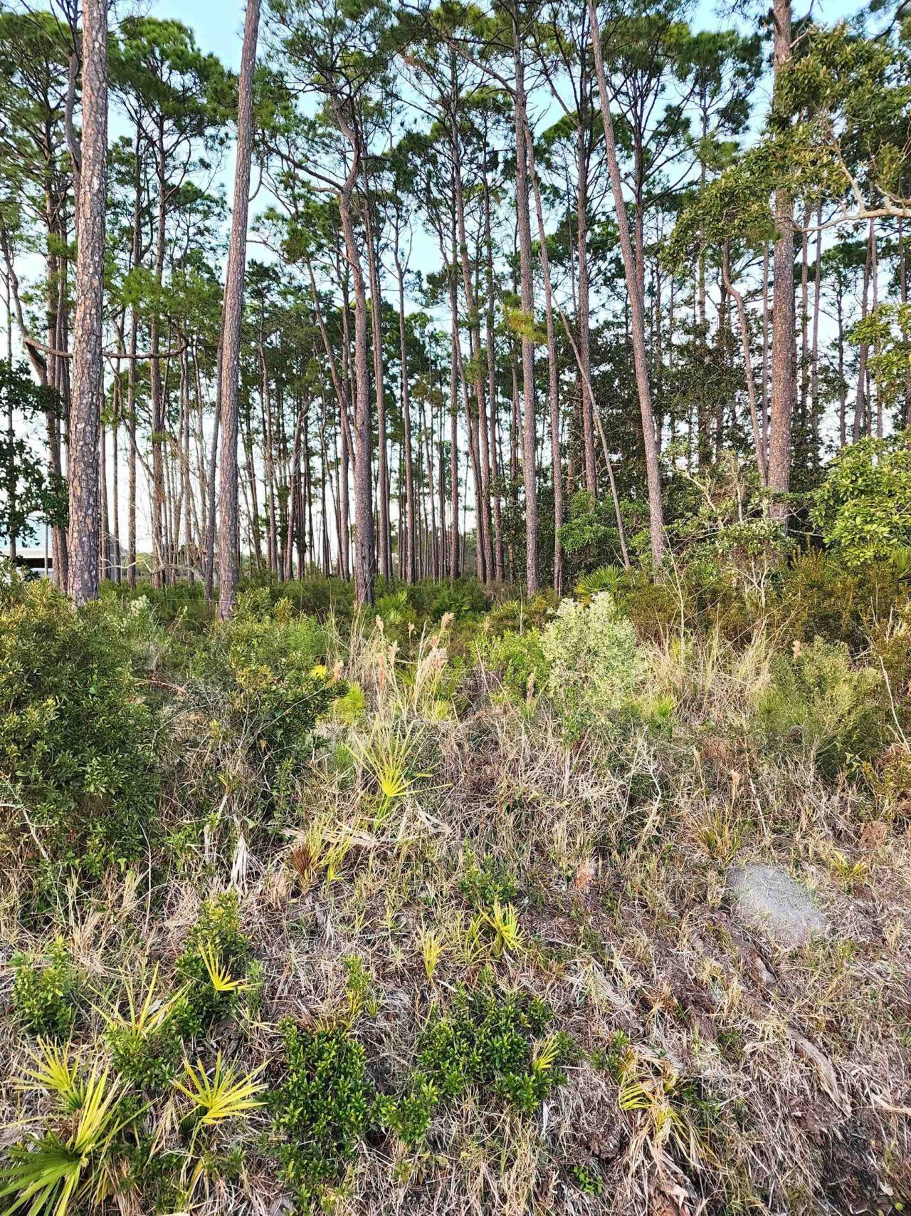 747 U S Highway 98, East Point, FL 32328 Photo