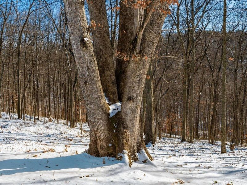 56953 Mills Road, South Bloomingville, OH 43152 Photo 9