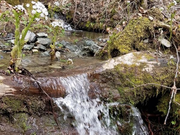 2905 Birdseye Creek Road, Gold Hill, OR 97525