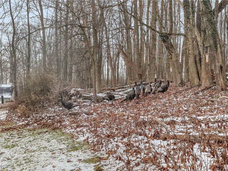 7014 River Styx Road, Medina, OH 44256 Photo 3