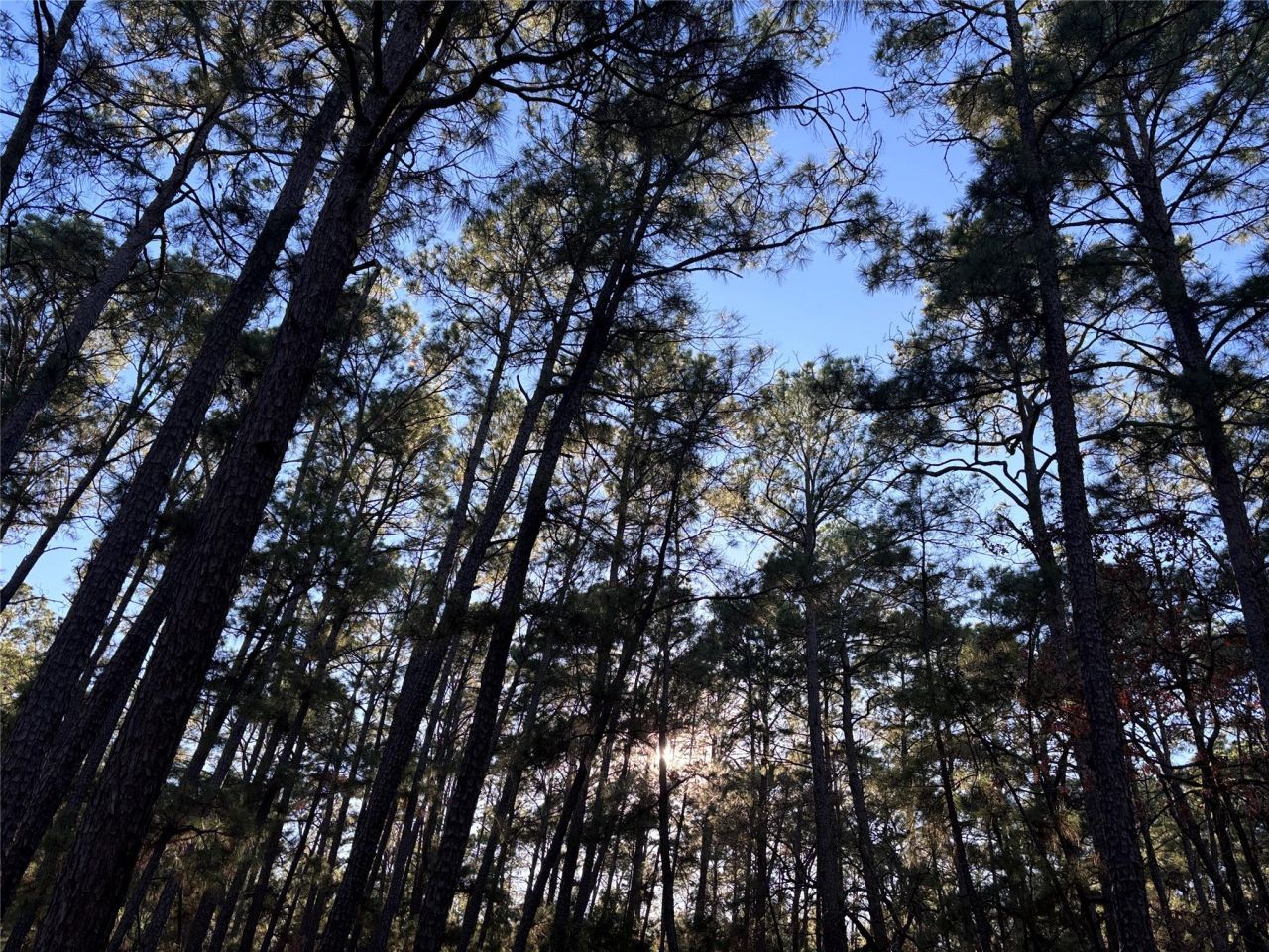 987 Stephen Ln, La Grange, TX 78945 Main Photo