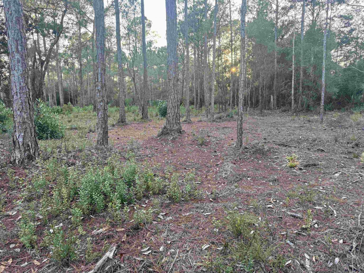 Xxx No Address Street, Carrabelle, FL 32323 Photo