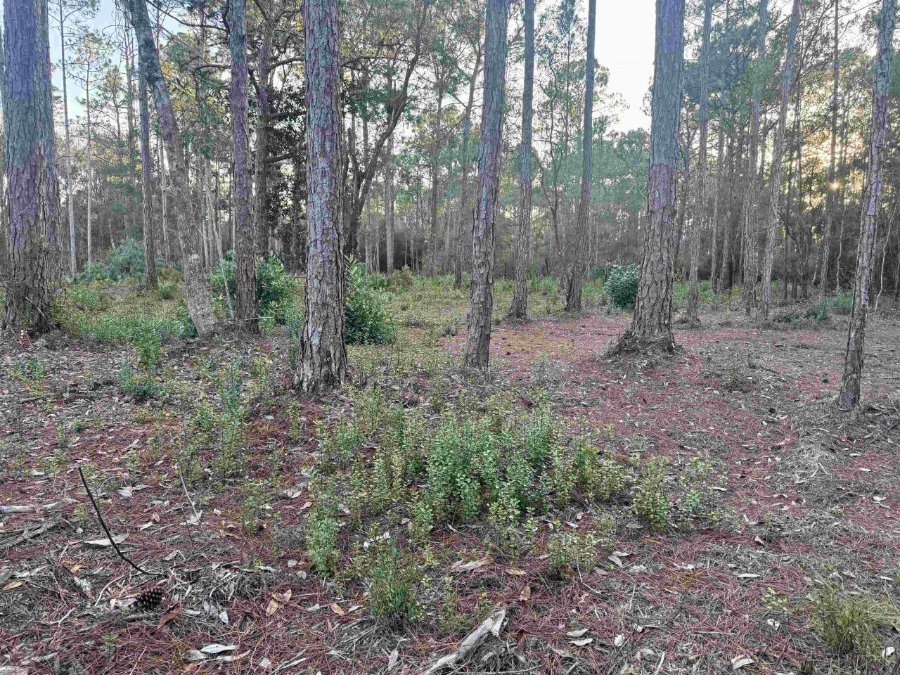 Xxx No Address Street, Carrabelle, FL 32323 Photo