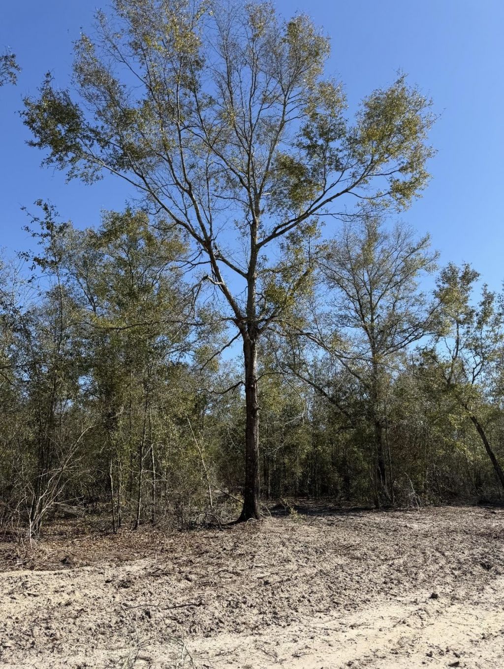 Parcel 2 E Us 90 Highway, Lee, FL 00000 Photo